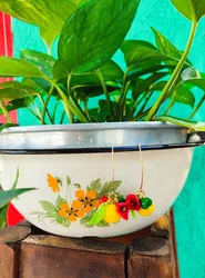 עגילי פריחה