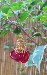 עגילי סוזנה