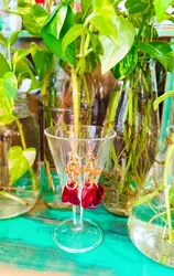 עגילי סוזנה