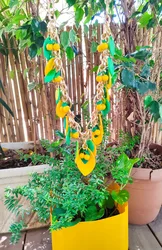 שרשרת למון ליים
