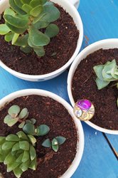 טבעת אודליה